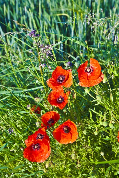 Belles fleurs de pavot rouge dans la prairie — Photo