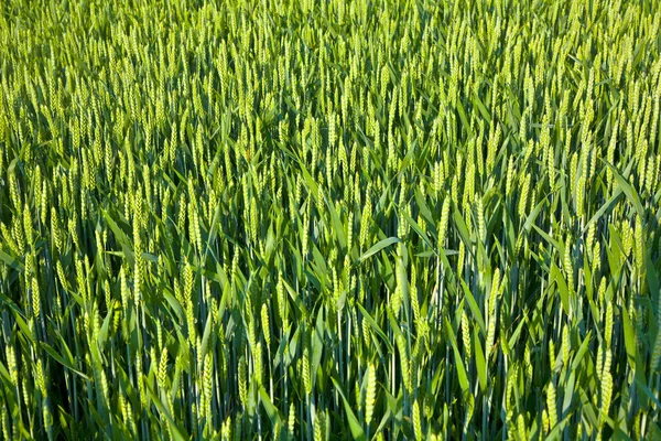 Spica verde de milho no acre — Fotografia de Stock