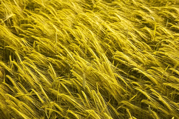 Zlatá spica kukuřice v akr — Stock fotografie