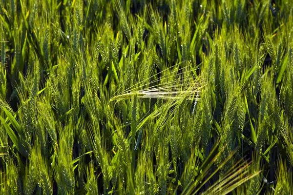 Spica verde de milho no acre — Fotografia de Stock