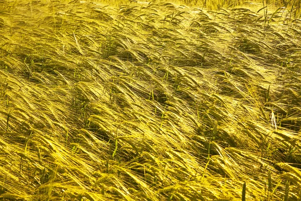 Золота спеція кукурудзи в акрі — стокове фото