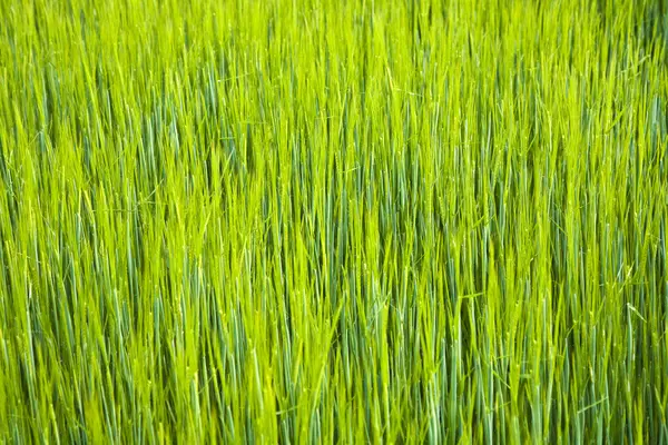 에이커의 옥수수의 녹색 스피카 — 스톡 사진