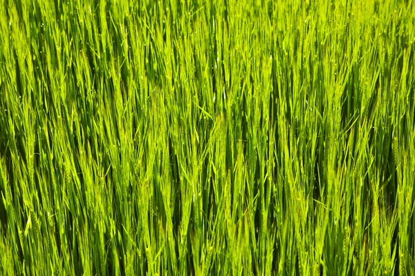 Zelený spica kukuřice v akr — Stock fotografie