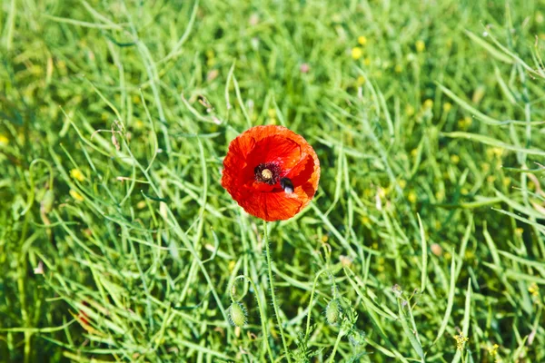 Krásný červený mák květiny na louce — Stock fotografie