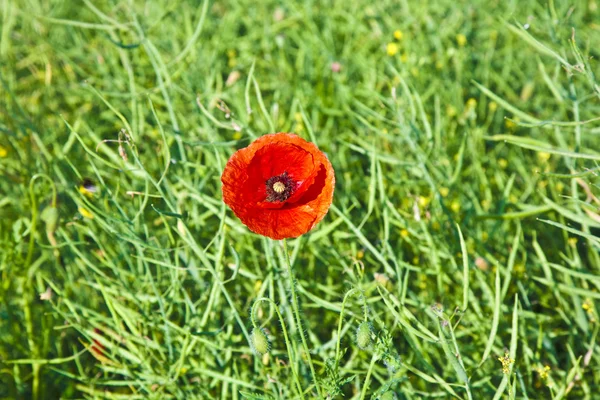 Krásný červený mák květiny na louce — Stock fotografie