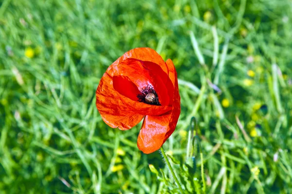 草原の美しい赤いケシの花 — ストック写真