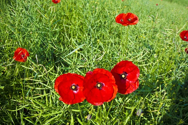 Hermosas flores de amapola roja en el prado — Foto de Stock