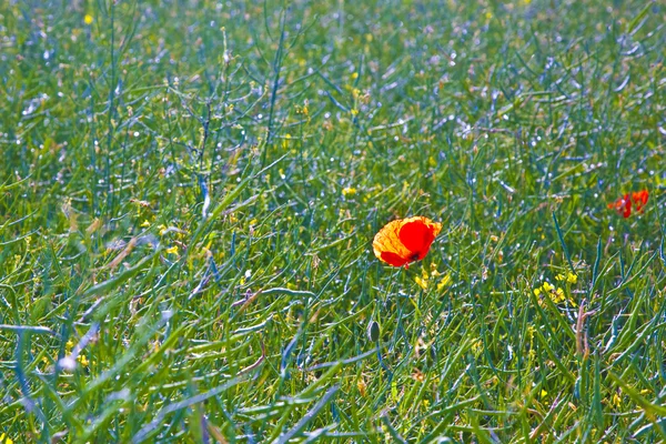 stock image Beautiful red poppy flowers in the meadow