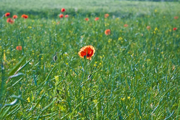 Hermosas flores de amapola roja en el prado — Foto de Stock