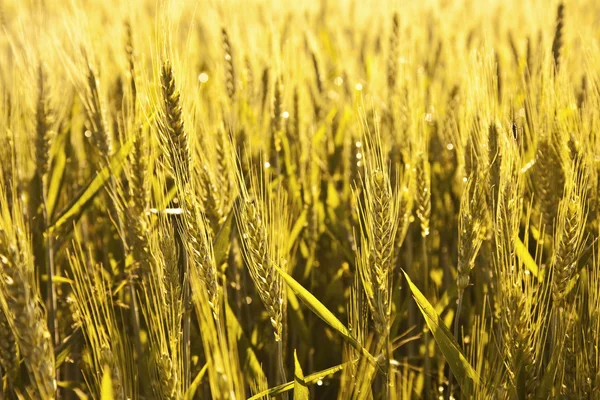 Zlatá spica kukuřice v akr — Stock fotografie
