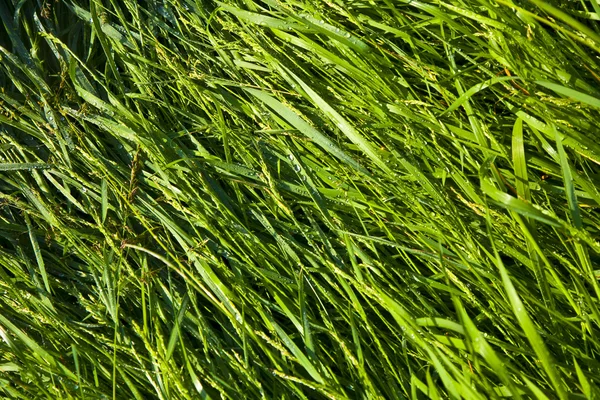 Зеленая трава пшеницы с капли росы по утрам — стоковое фото