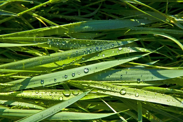 Зеленая трава пшеницы с капли росы по утрам — стоковое фото