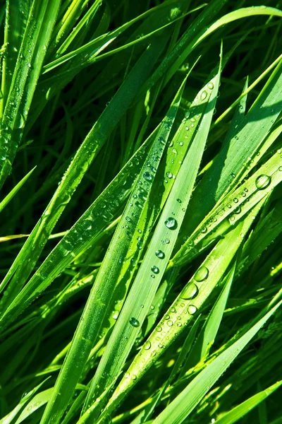 Sabah dewdrops ile yeşil buğday çimen — Stok fotoğraf