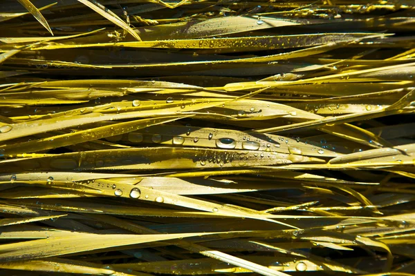 Zelená pšenice tráva s kapkami Rosy po ránu — Stock fotografie
