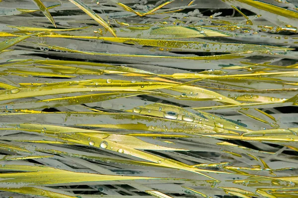Grön vetegräs med daggdroppar på morgonen — Stockfoto