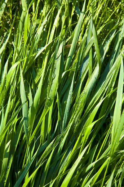 Grama de trigo verde com gotas de orvalho pela manhã — Fotografia de Stock