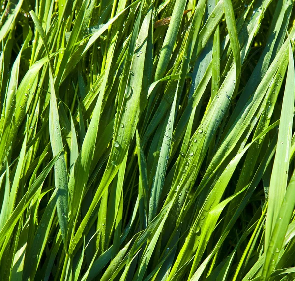 Grama de trigo verde com gotas de orvalho pela manhã — Fotografia de Stock