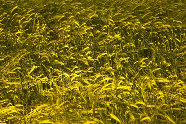 Spika de maíz — Foto de Stock