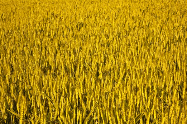 SPIKA kukurydzy — Zdjęcie stockowe