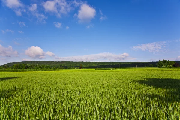 Пейзаж с акрами, кукурузой и белыми облаками — стоковое фото