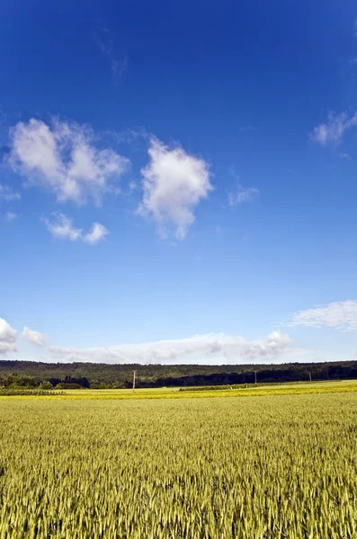 Krajina s akrů, kukuřice a bílé mraky — Stock fotografie