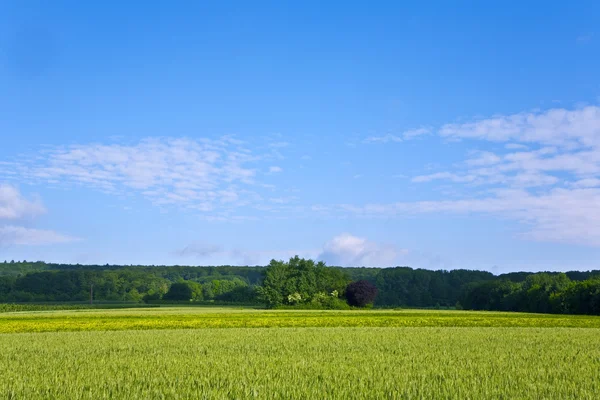 Paisagem com acres, milho e nuvens brancas — Fotografia de Stock
