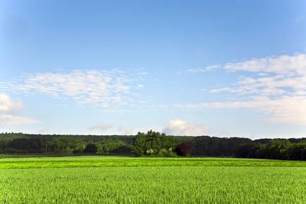Landschaft mit Hektar, Mais und weißen Wolken — Stockfoto