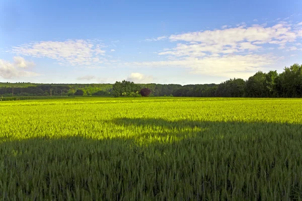 Landschaft mit Hektar, Mais und weißen Wolken — Stockfoto