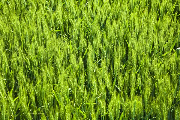 Spicka kukurydzy — Zdjęcie stockowe