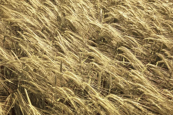 Spicka кукурудза — стокове фото
