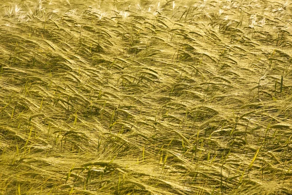 Spicka kukurydzy — Zdjęcie stockowe