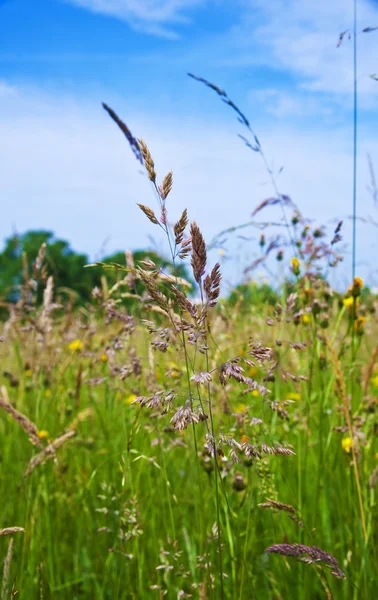 stock image Meadow with fresh green grass and wild flowers