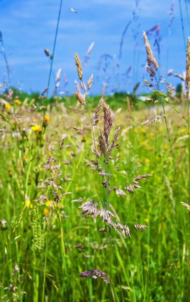 新鮮な緑の草と野生の花の草原 — ストック写真