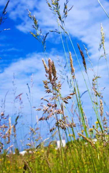 Łąka ze świeżej trawy zielone i dzikie kwiaty — Zdjęcie stockowe