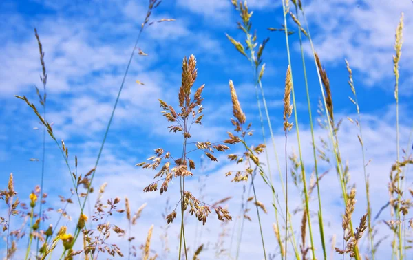 Łąka ze świeżej trawy zielone i dzikie kwiaty — Zdjęcie stockowe