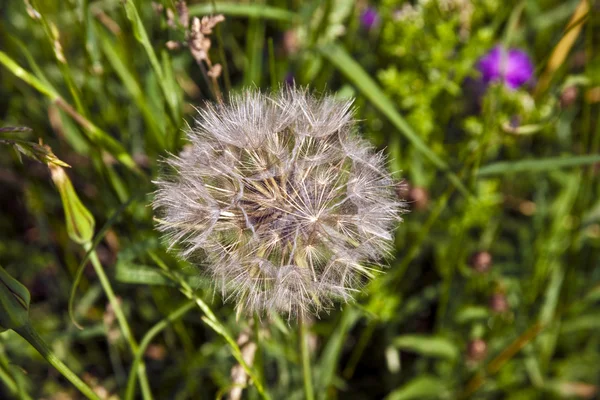 Krásný blowball květin na louce — Stock fotografie