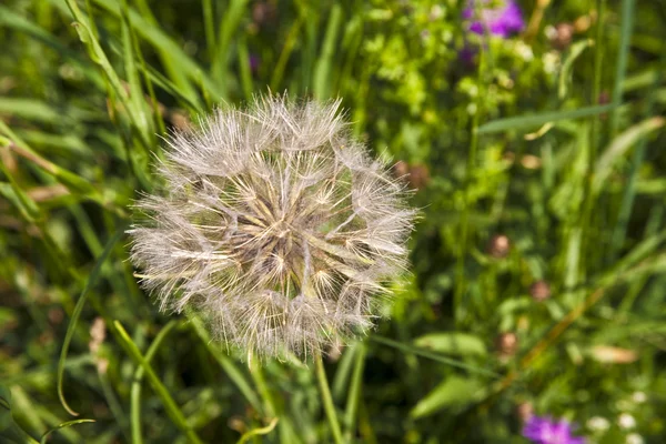 Beautiful blowball flower at the meadow — Stock Photo, Image