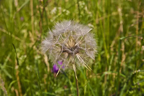 Hermosa flor de bola de soplo en el prado — Foto de Stock