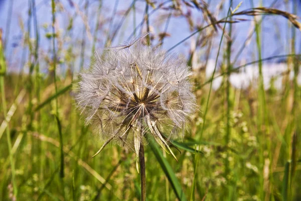 Mooie blowball bloem op de weide — Stockfoto