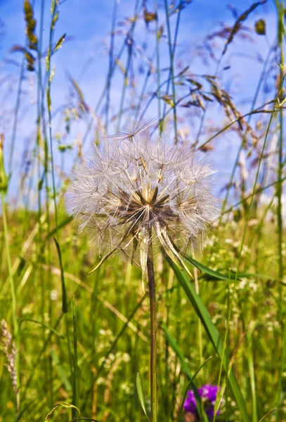 Bela flor blowball no prado — Fotografia de Stock