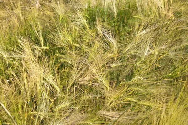 Spica von Weizen im Maisfeld — Stockfoto