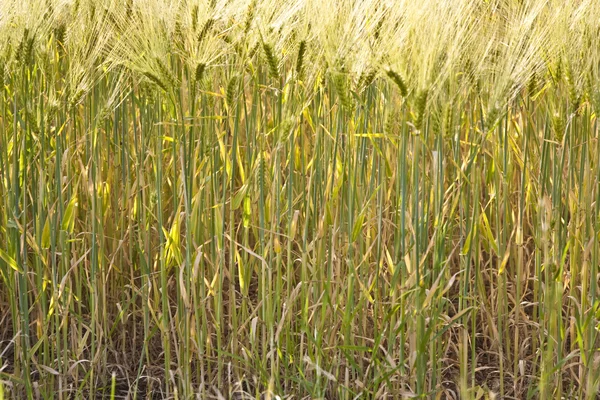 トウモロコシ畑に小麦のスピカ — ストック写真