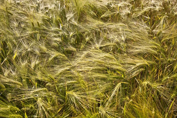 Spica pszenicy w polu kukurydzy — Zdjęcie stockowe