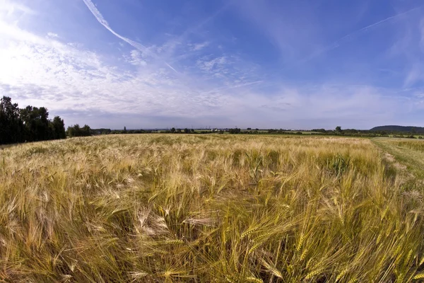 Спика пшеницы на кукурузном поле — стоковое фото