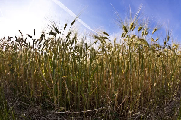 Spica van tarwe in maïsveld — Stockfoto