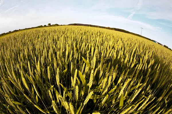 stock image Spica of wheat in corn field