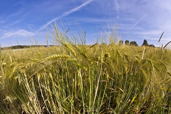Başak buğday Mısır alanında — Stok fotoğraf