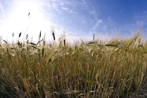 Espica de trigo no campo de milho — Fotografia de Stock