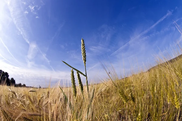 Спика пшеницы на кукурузном поле — стоковое фото