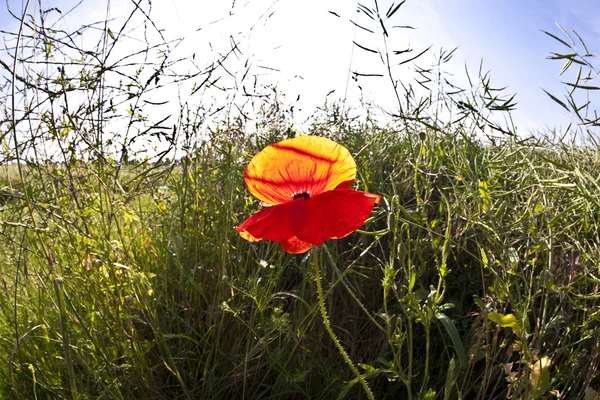 Vallmo blomma i äng i morgonljuset — Stockfoto